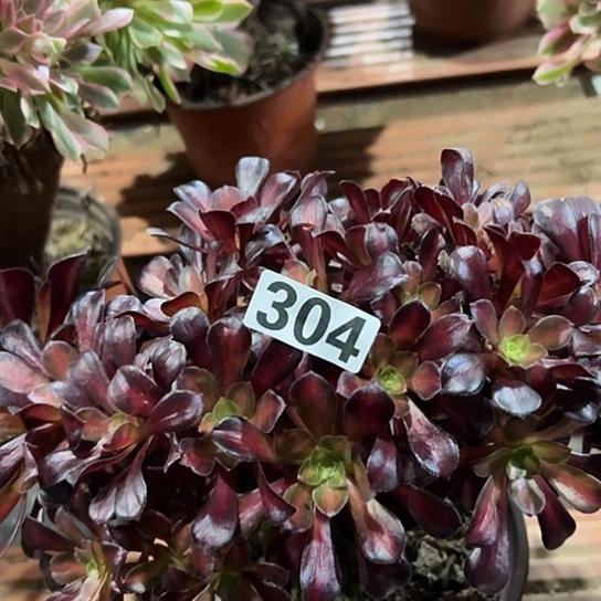 合***梅多肉植物一个花那304