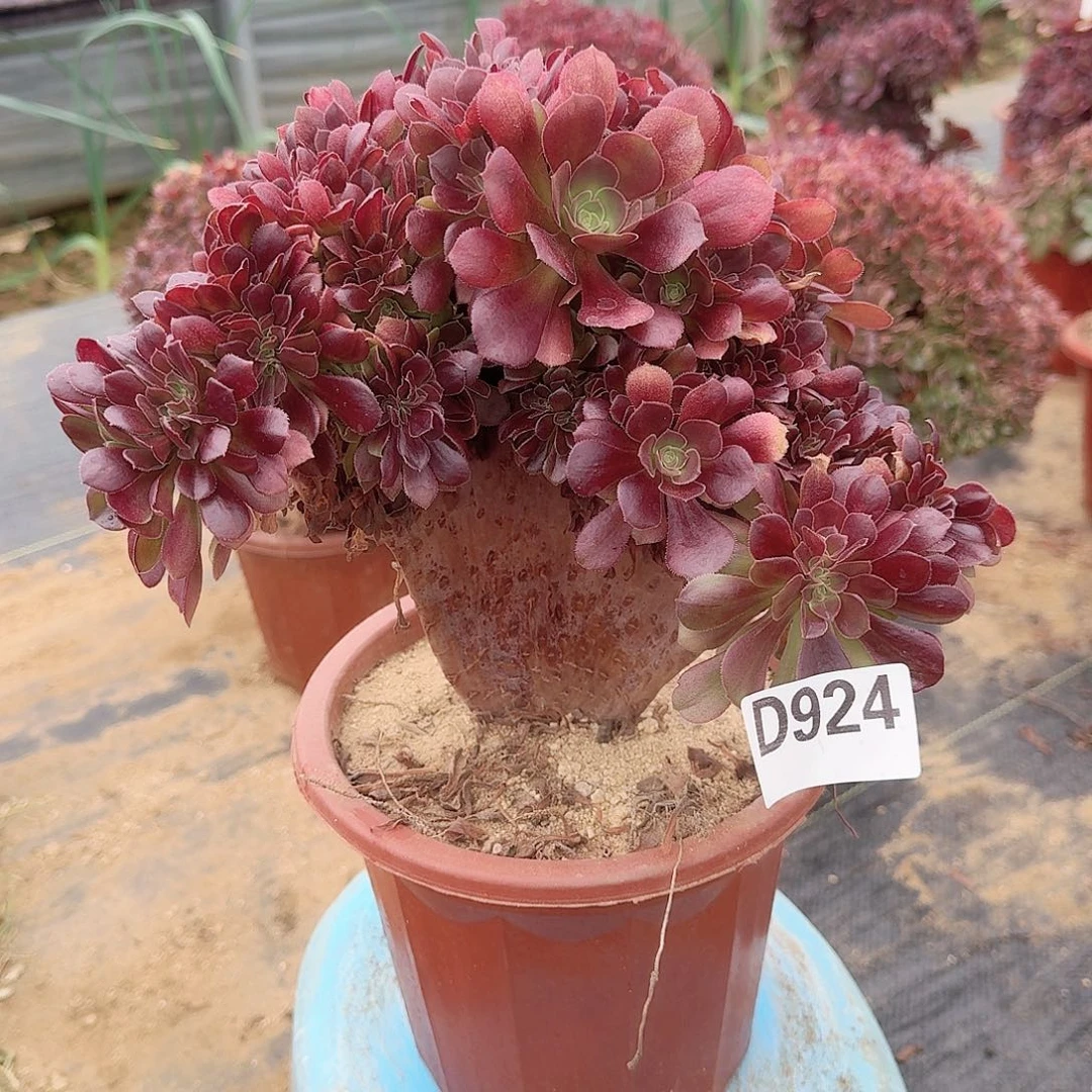 924玫瑰朵朵一颗呀呀