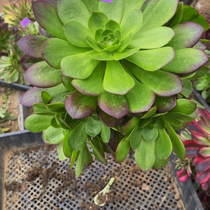 5101雨荷多肉植物