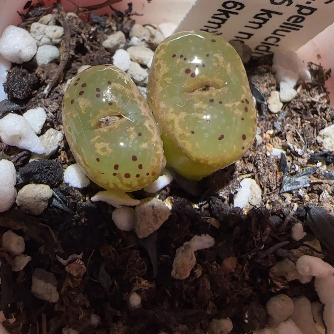 肉锥多肉植物百科-泡泡勋1364