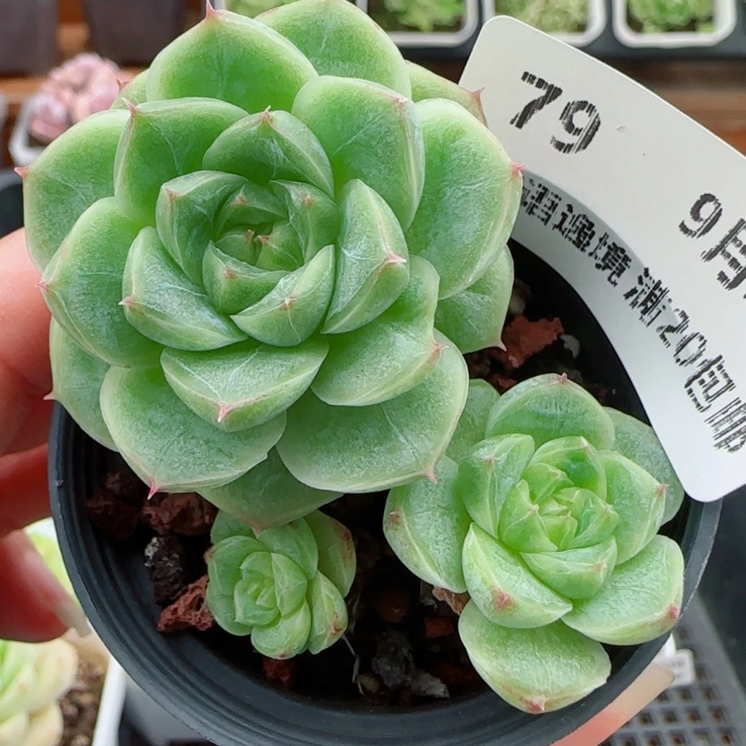 花语逸镜0923-79散