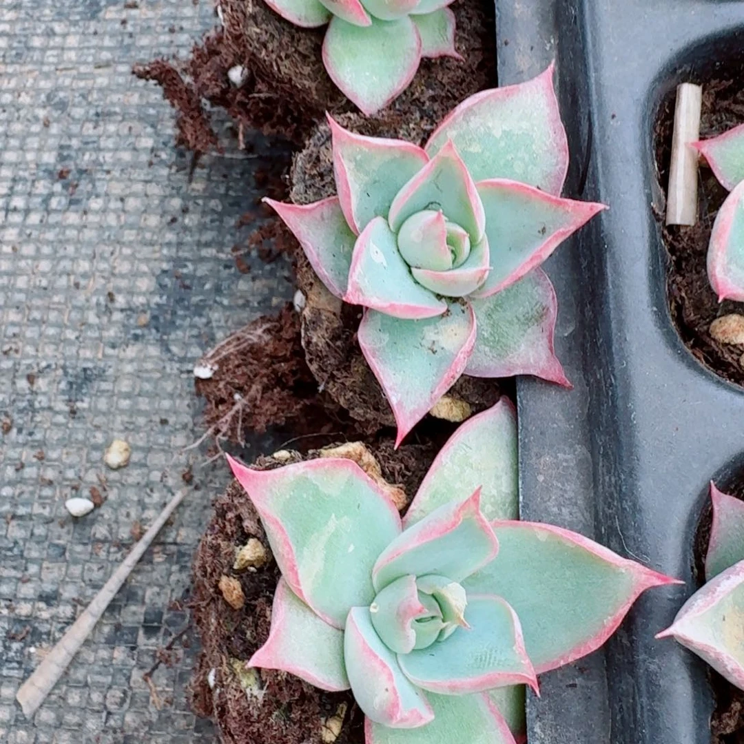 紫霞仙子一颗量拍25-73