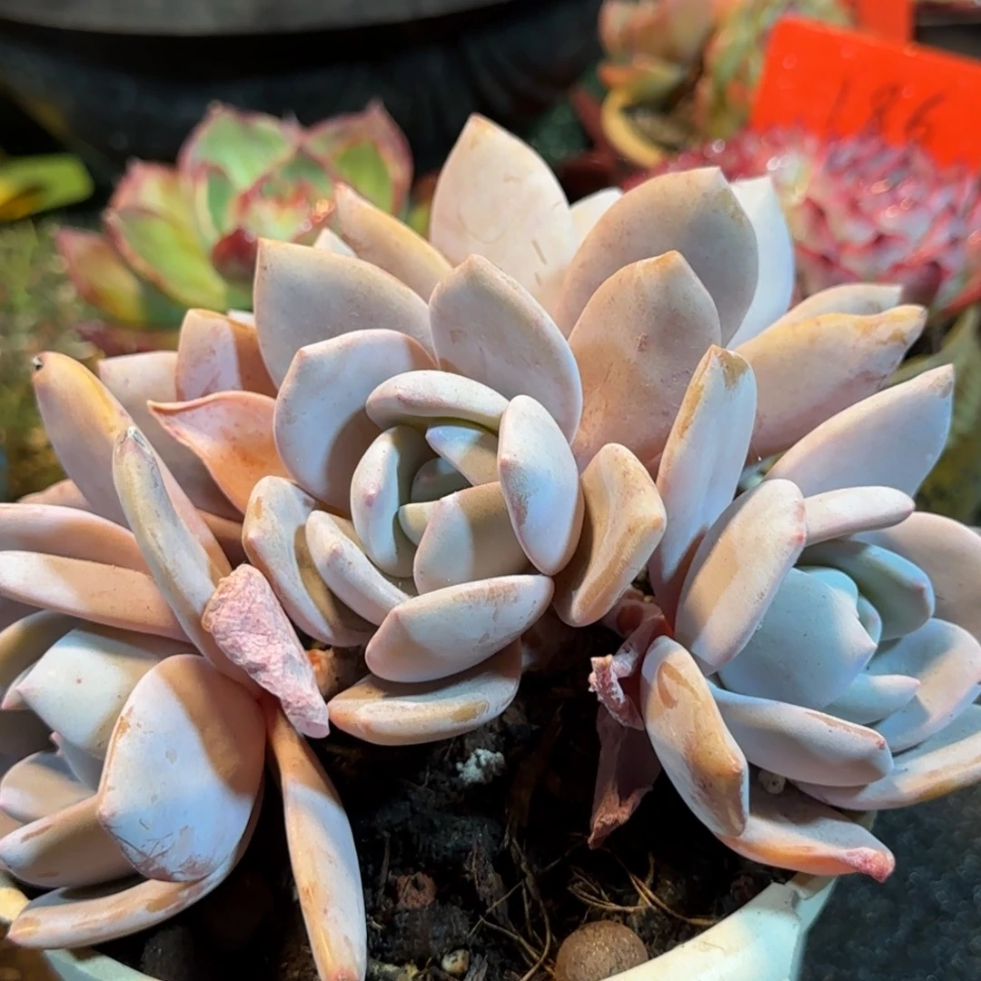 红茶一物一拍包装收缩花旱