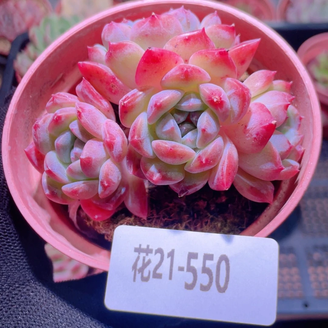 花利用21-550新品