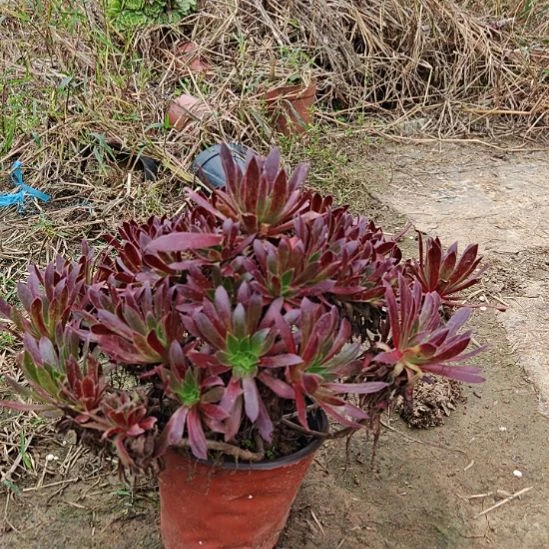 火凤凰加急发货40