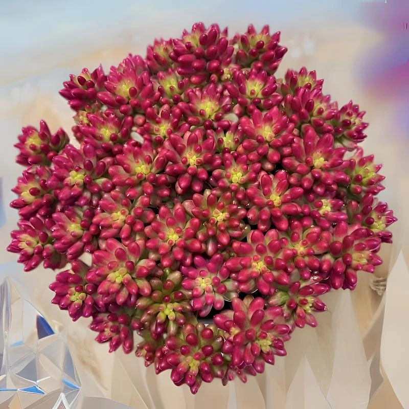 L超大转运珠 冠幅18-25cm 越晒越红好养多肉 元旦迎新年宵纳福