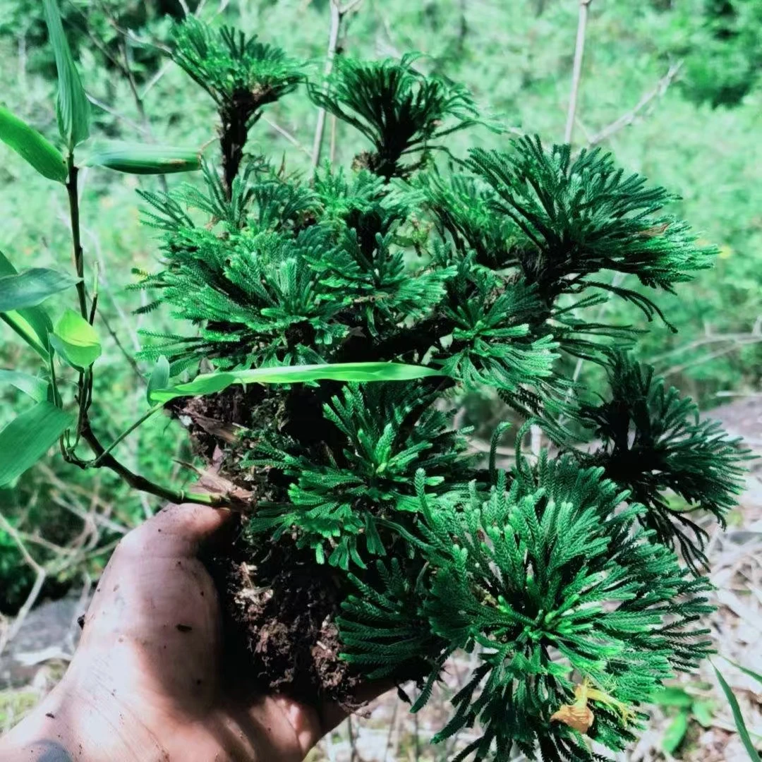 卷柏九死还魂草绿植盆栽观赏植物造景盆景假山庭院吸水石盆景