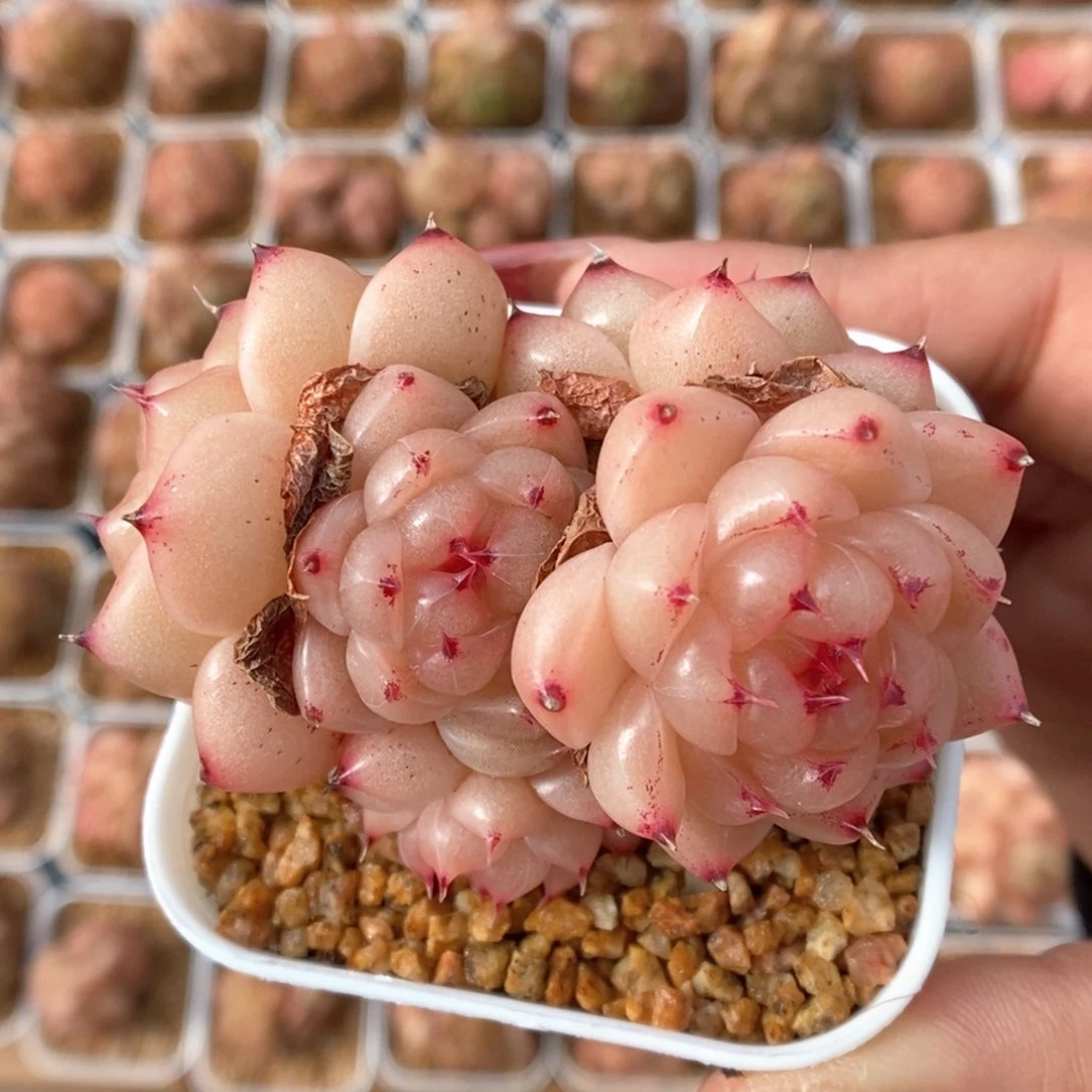 润玉珍妮群生9705号