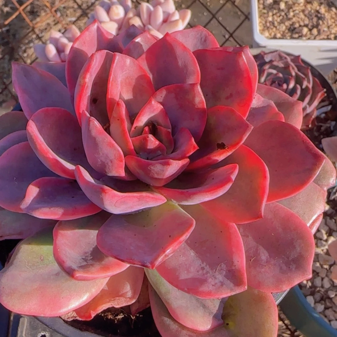 【闪购商品】哈林粉锦