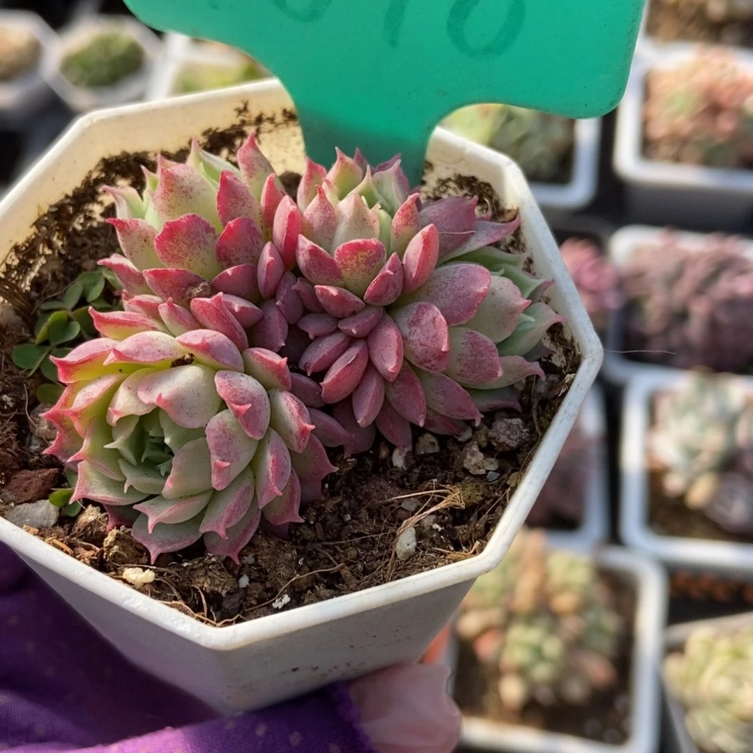 1878仙桃多肉植物保护