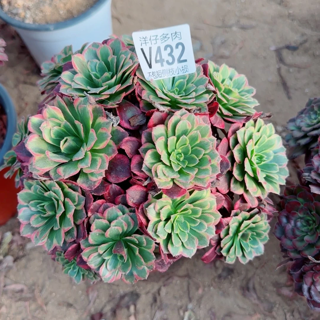 432发师冠幅18左右