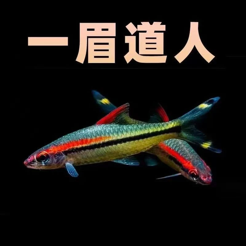 一眉道人热带小型观赏鱼