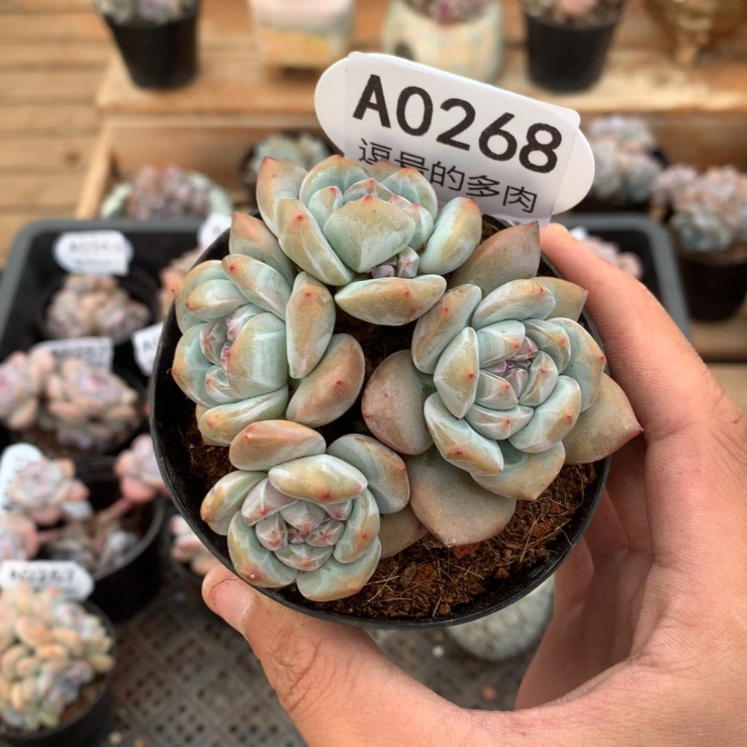 A0268 特价突尼斯 有砍 8cm