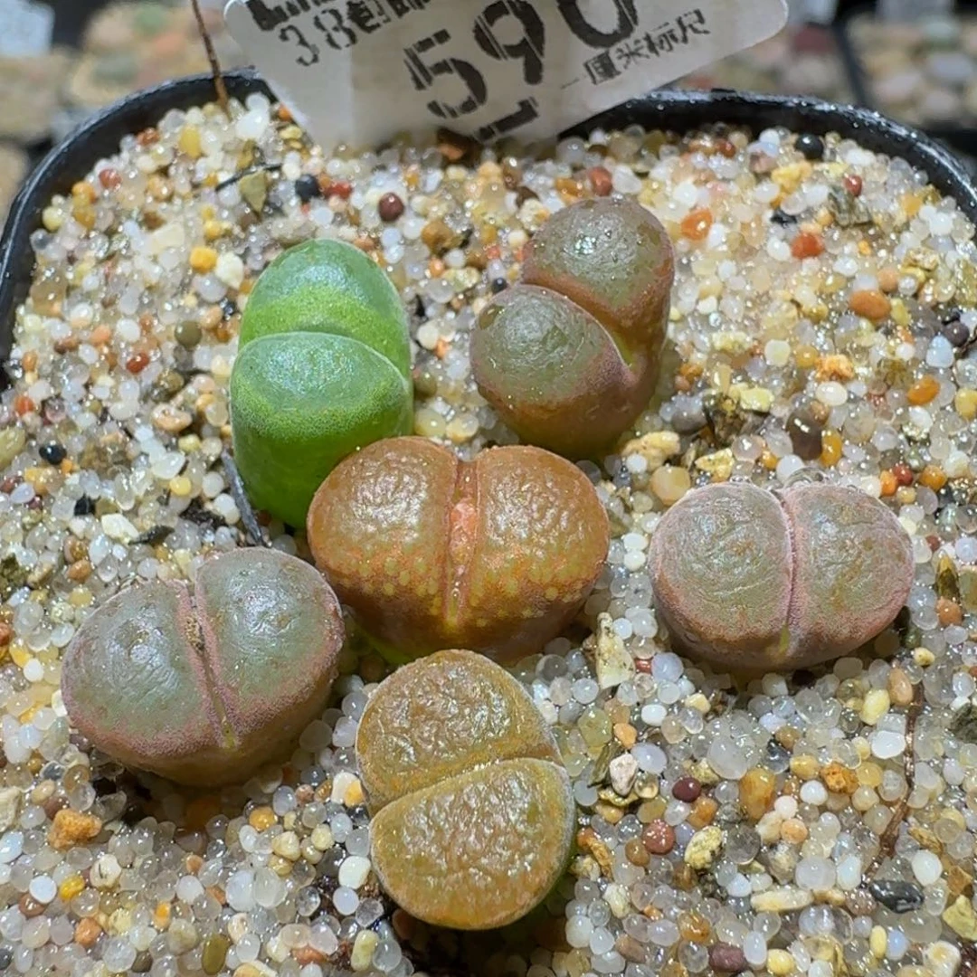 Ssss精品生石花590