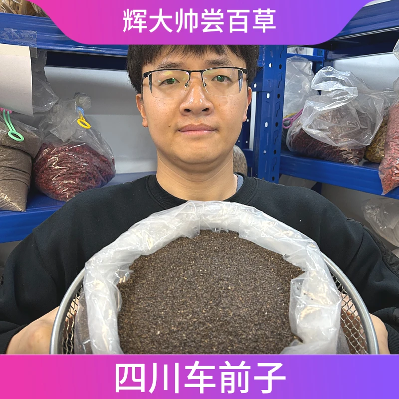 无硫道地四川车前子可搭配五子衍宗茶泡水煮水喝可搭配枸杞