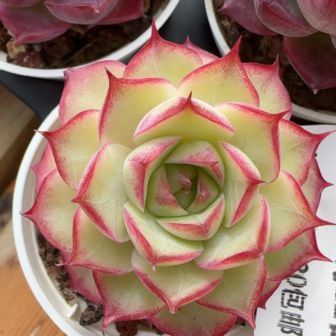 花语逸境0122-360