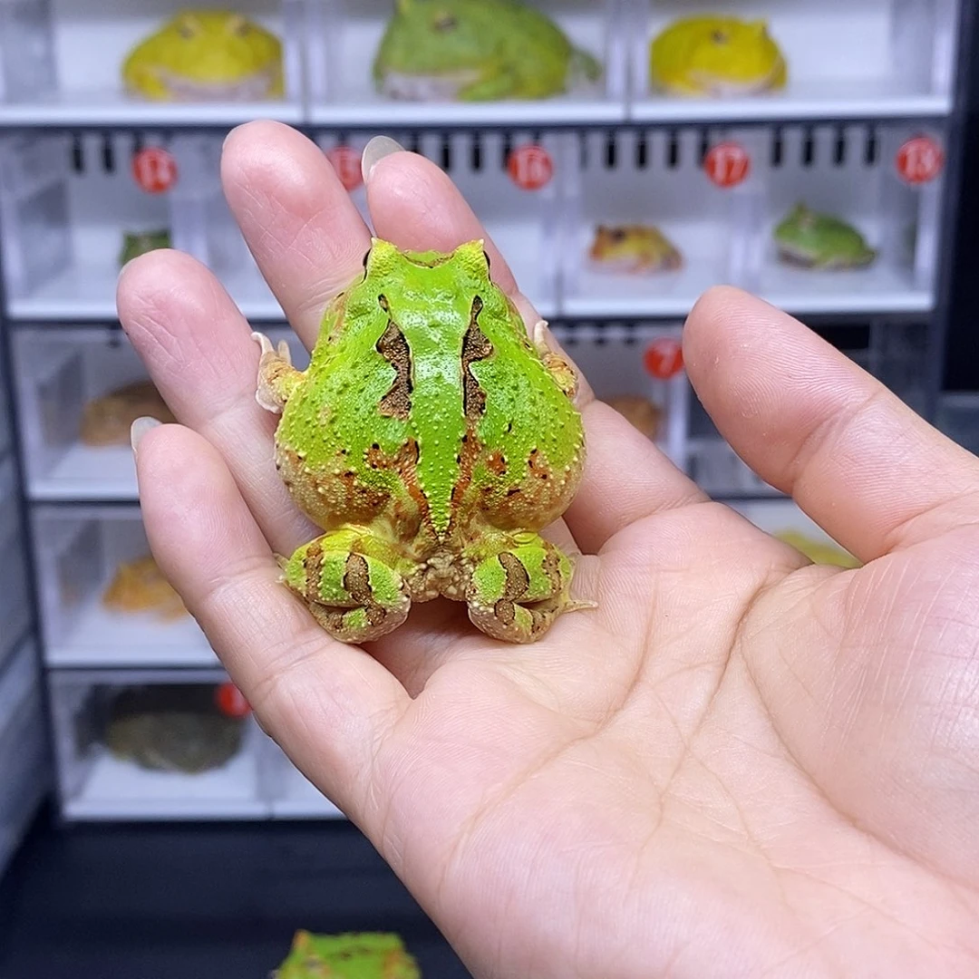 角蛙蝴蝶一只78元