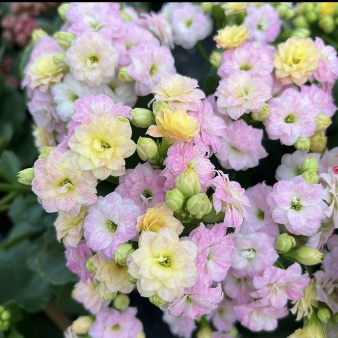 长寿花～【彩虹糖】