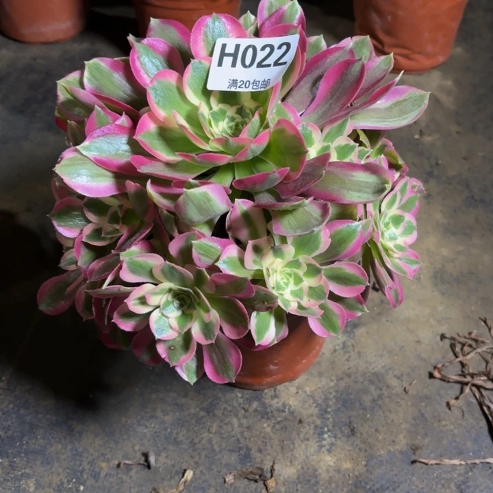 瑞妈，，。。。。022布，