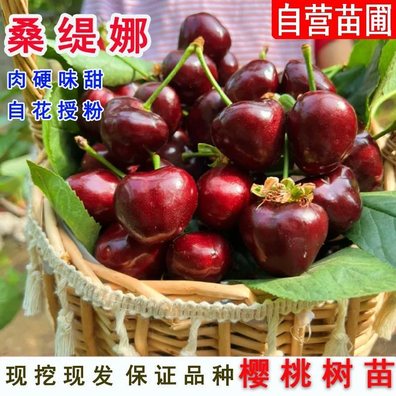 果树苗桑提娜车厘子树苗嫁接智利黑珍珠桑缇娜大樱桃苗南北方种植