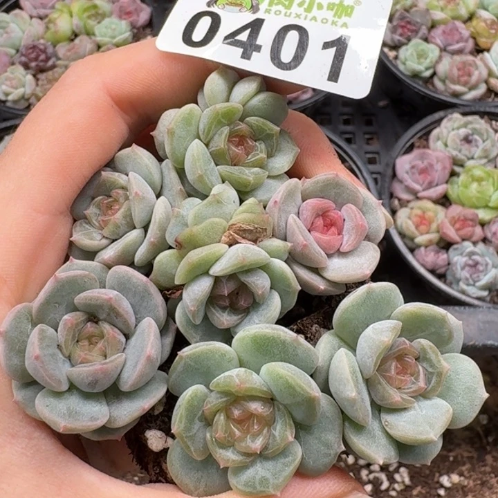 当前无花朵，栽培后可花朵多肉植物多肉植物