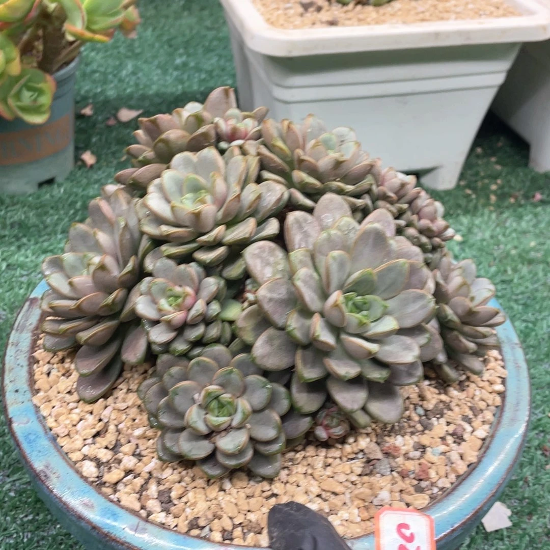 027 一物一拍28包邮非偏远