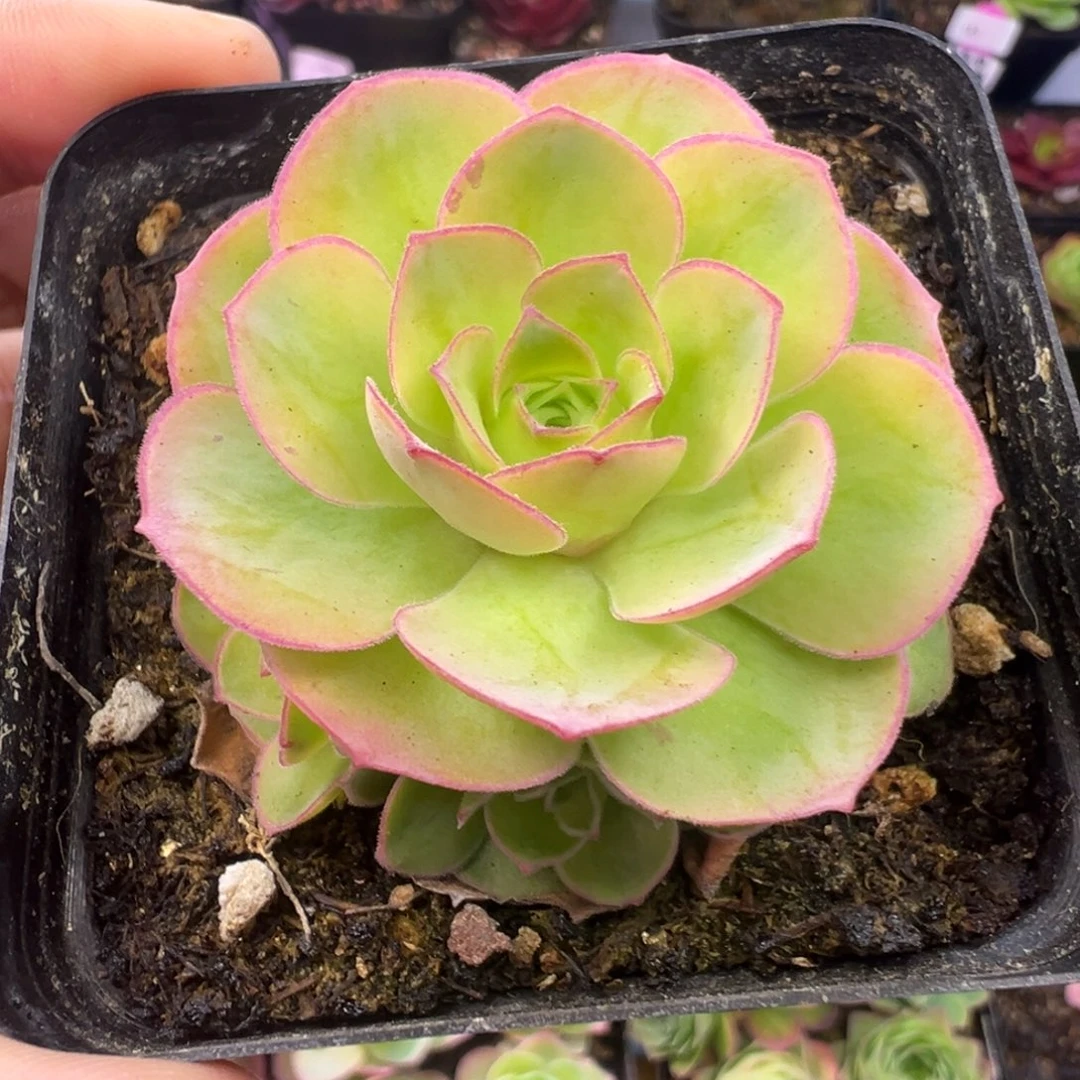 L39半城玫瑰四月天