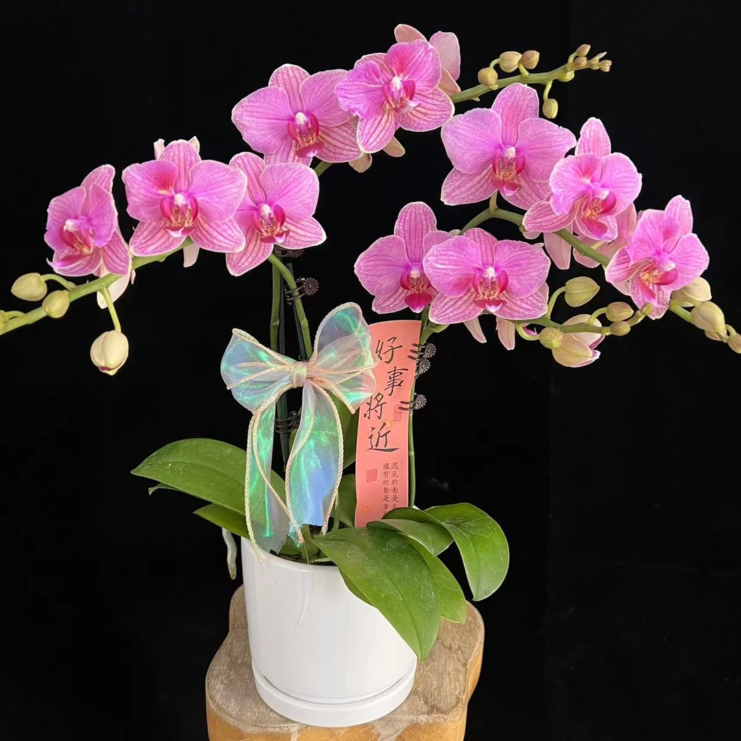 多彩优选（粉闪电）欧品稀有蜡质花蝴蝶兰鲜花室内送礼高端花卉.