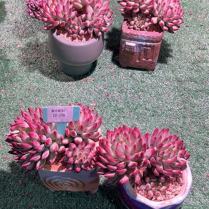 12.138虞美人带盆一个