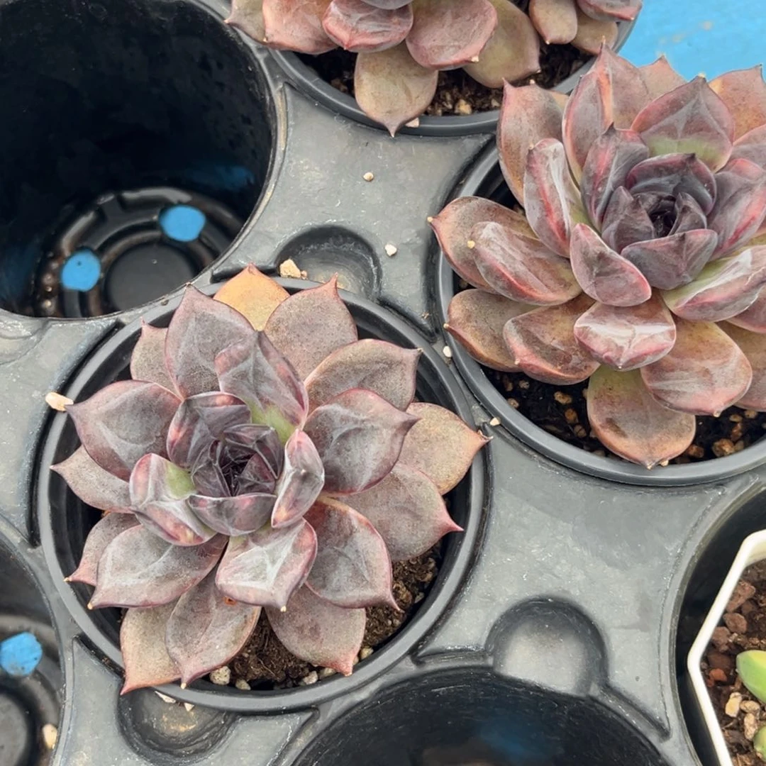 黑巧克力多肉植物