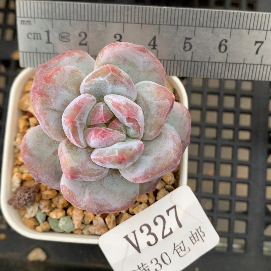 327。石化石榴籽星影。
