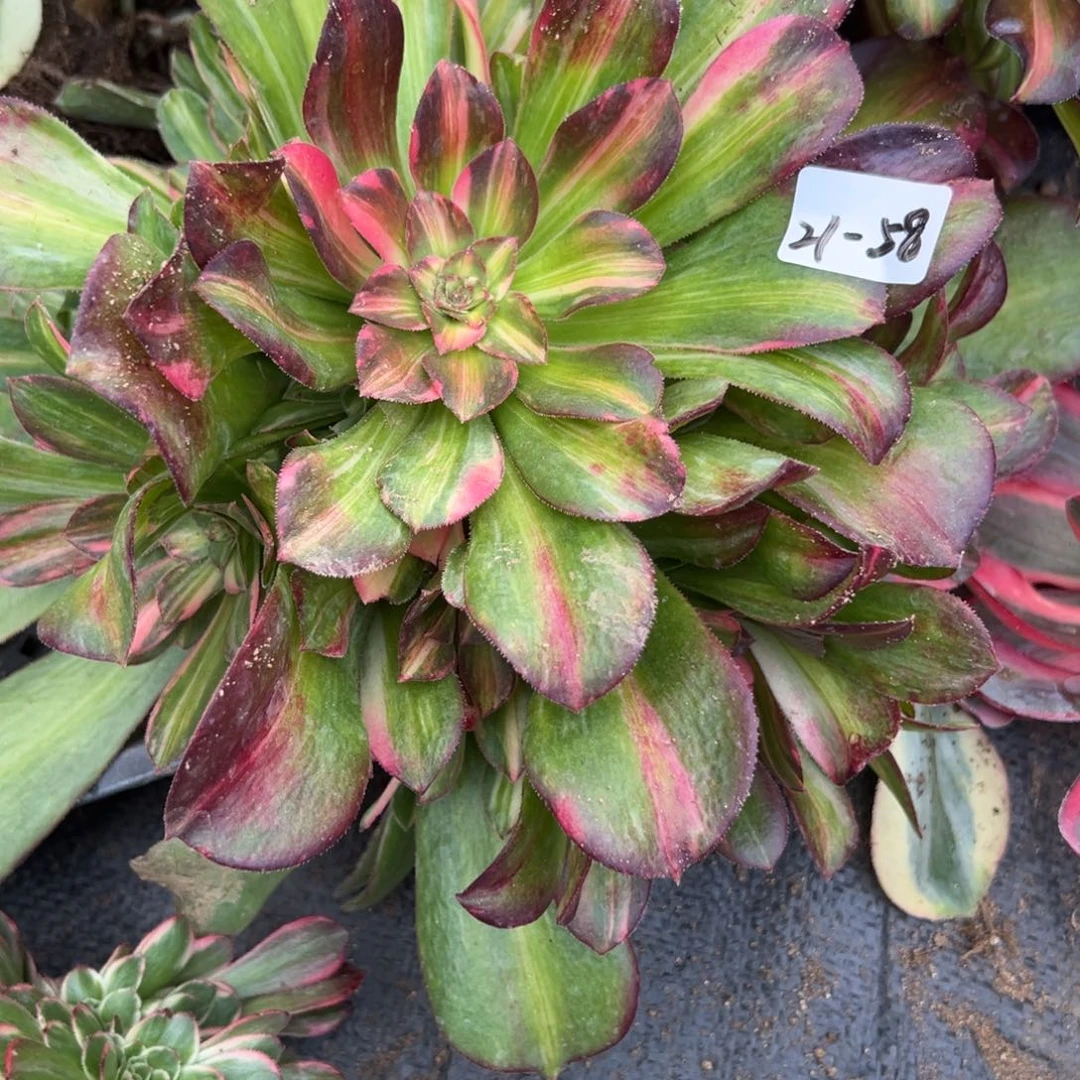 58韶秀七彩多肉多肉