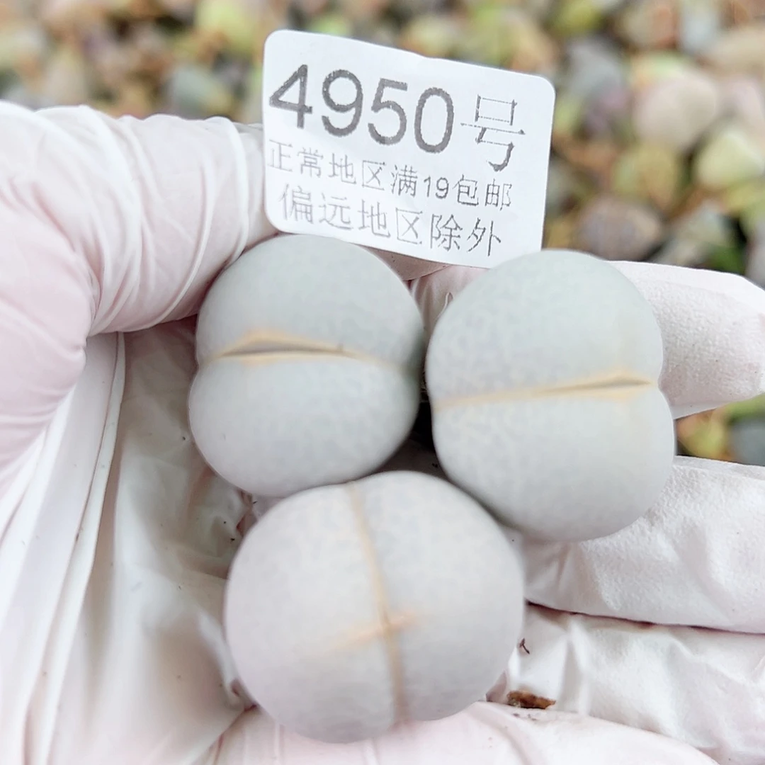 4950四年高尔夫3个2.5cm左右