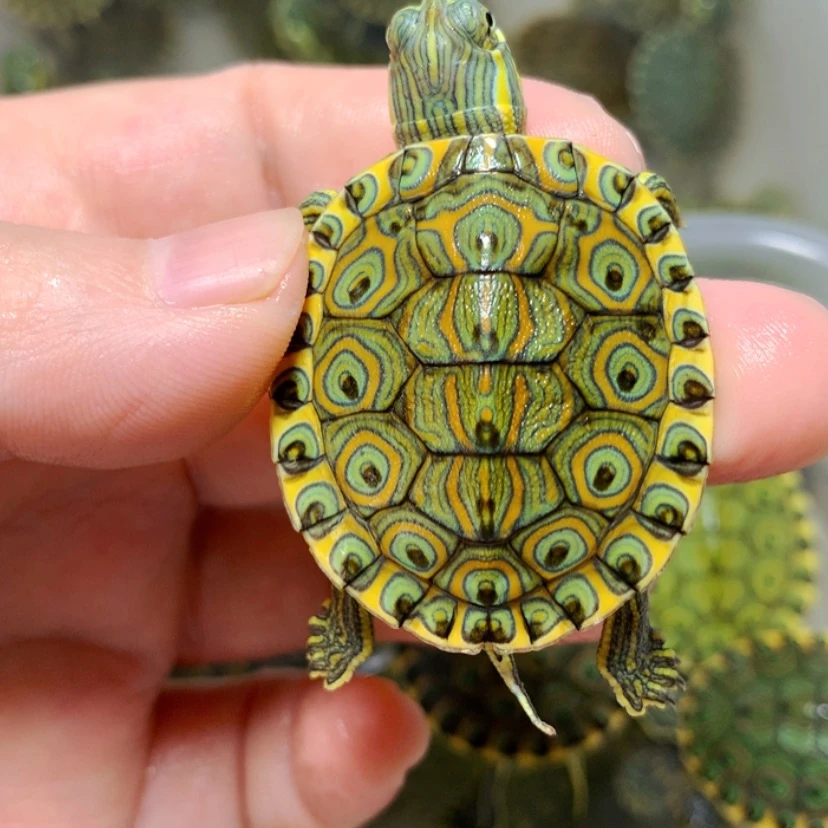 【闪购商品】不分公母宠物龟3.7大河苗