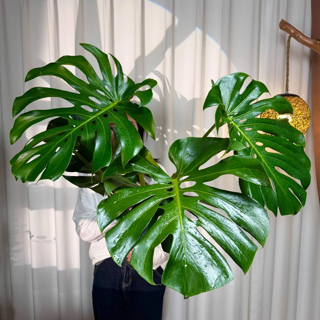 【水培】4-5叶龟背竹  巨叶老桩带根可土培可水培新手可养