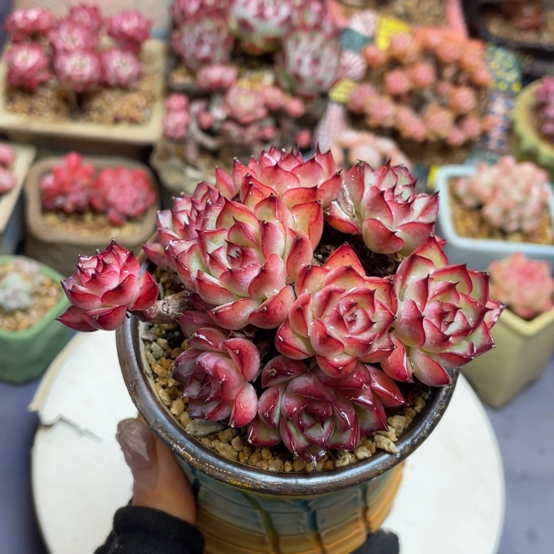 艳姬整装无砍老桩