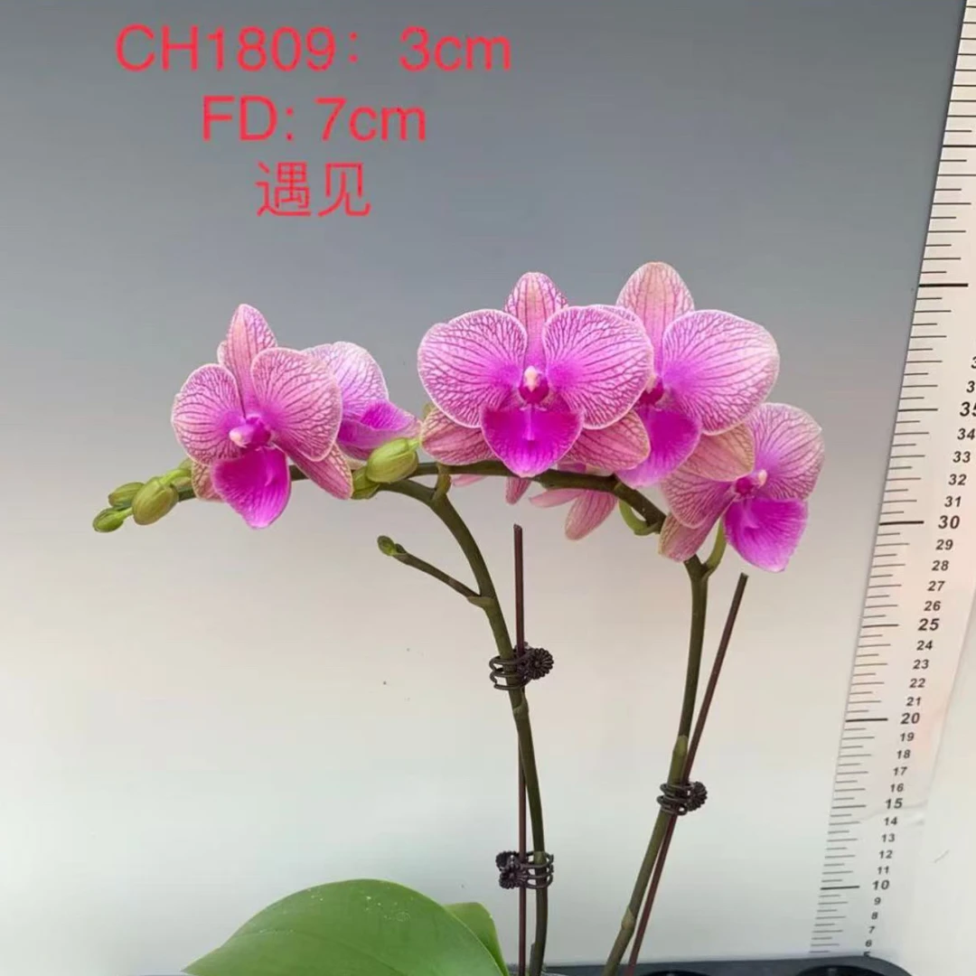 万景花卉【遇见】3.0寸 出剑苗