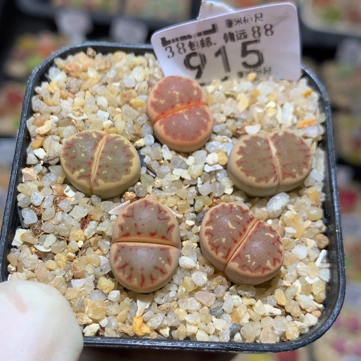 Sss特选石头花915