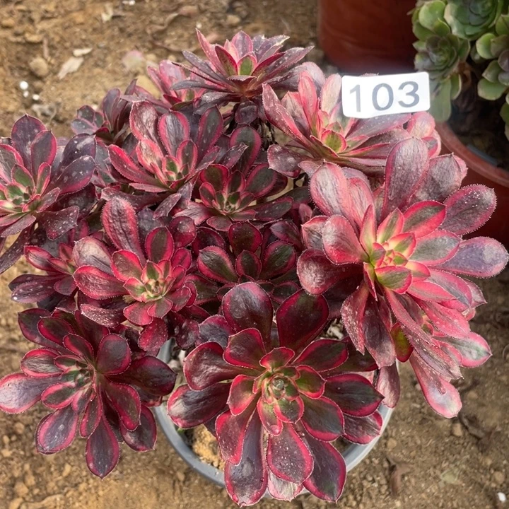 无花朵103多肉植物香奶奶