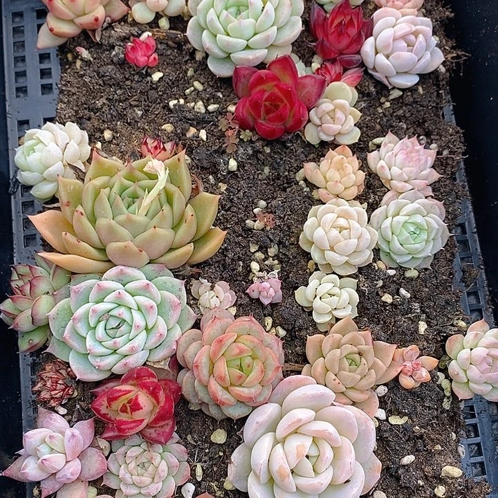 14 多肉植物盆栽花卉植物