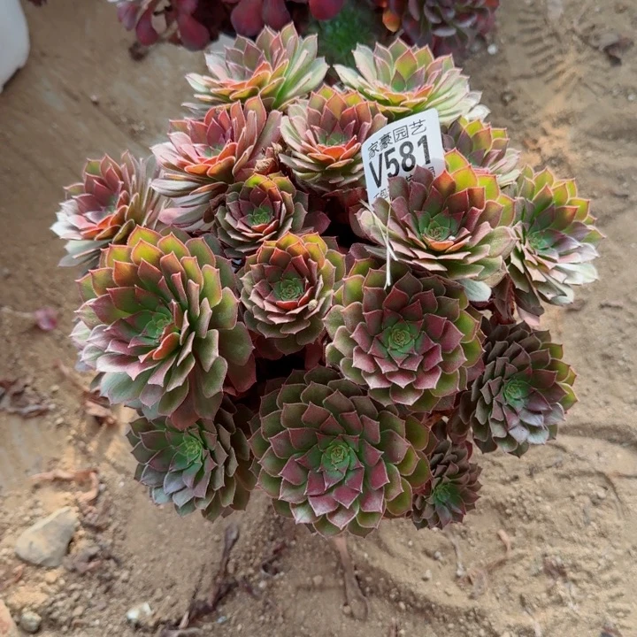 581红魔官服22左右2