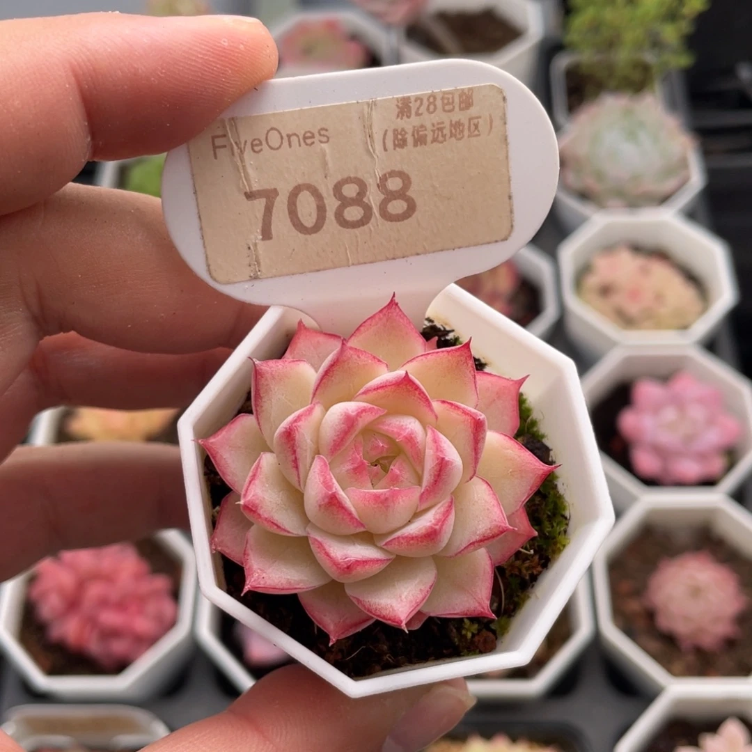 女王7088-4.5厘米