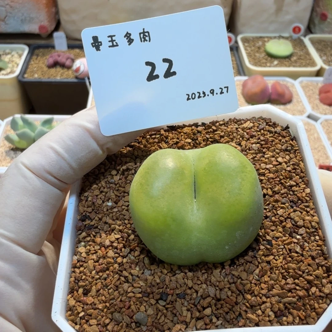 听***。多肉多肉多肉9.27-022 蟠桃1801.1