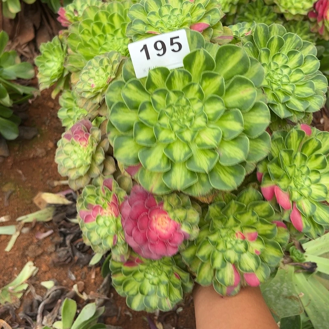 碧***天精品多肉植物195知否