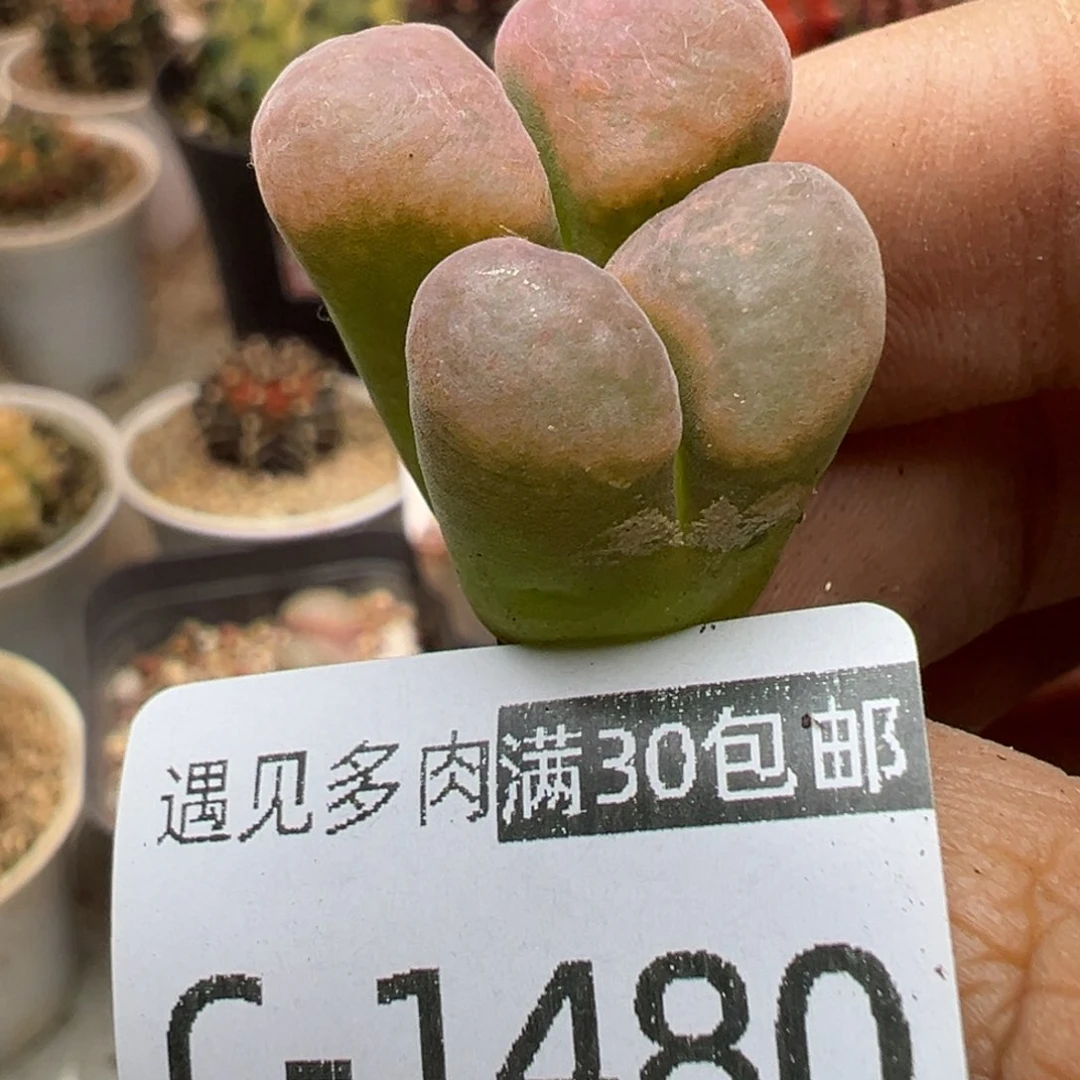 多肉植物1111111111111