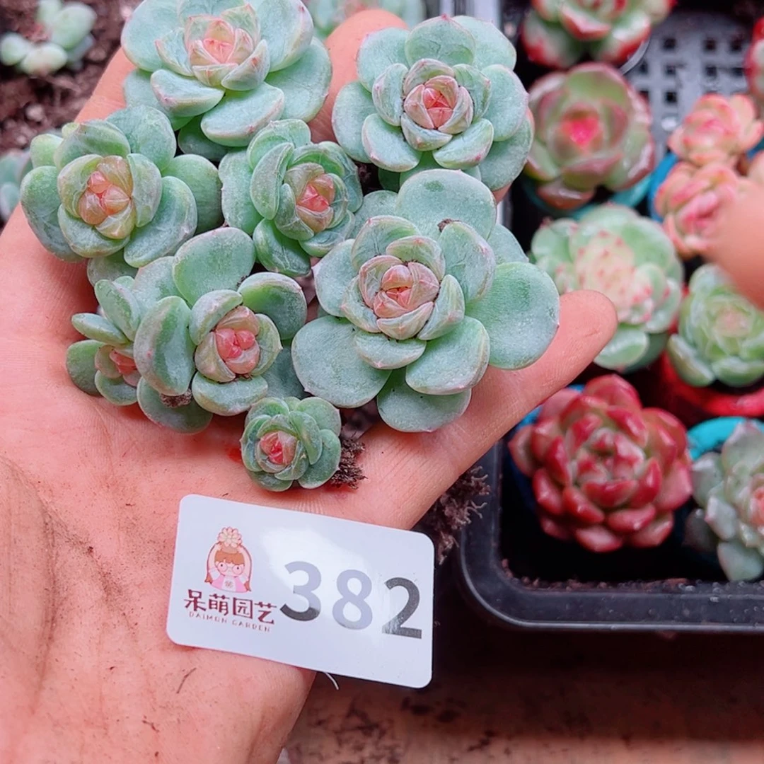 M***琪多肉植物多肉植物
