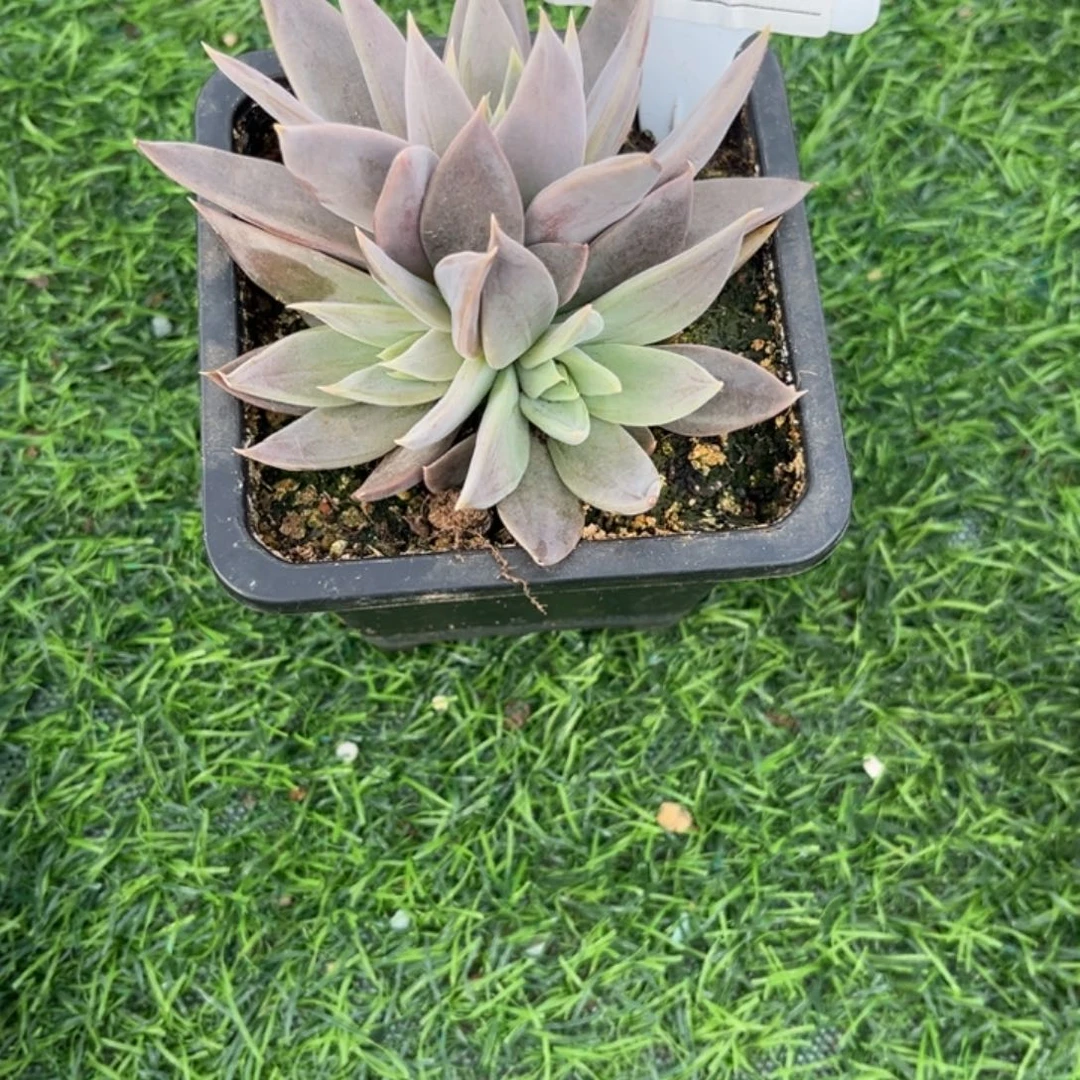 战神小苗多肉植物42