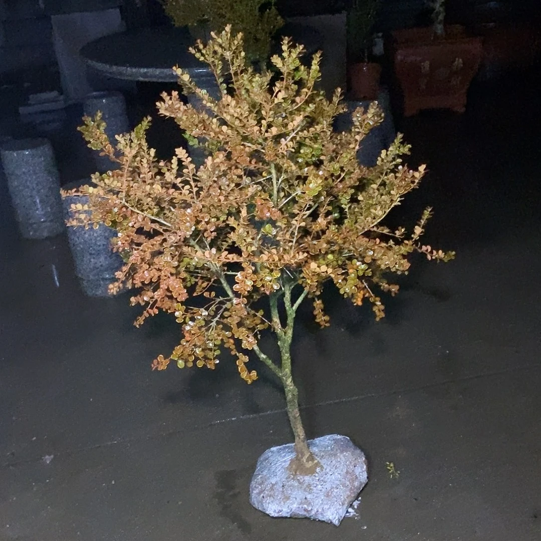 适***水安徽大别山珍珠黄杨