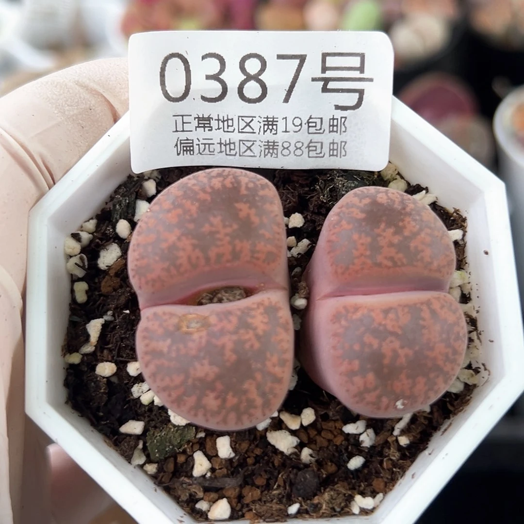 好养易活生石花大母本0387