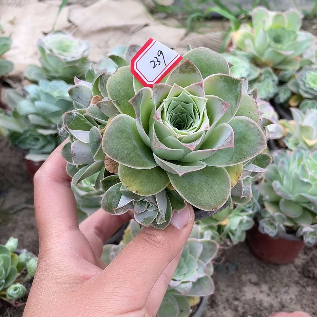 山地玫瑰耶罗 239